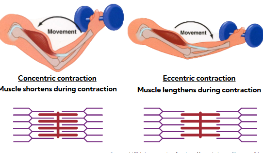 <p>includes concentric (shortening) and eccentric (lengthening) contractions</p><p>concentric: actin and myosin slide past each other, sarcomere shortens</p><p>eccentric: actin and myosin try to interact but external force is stronger and pulled away despite resistance</p>