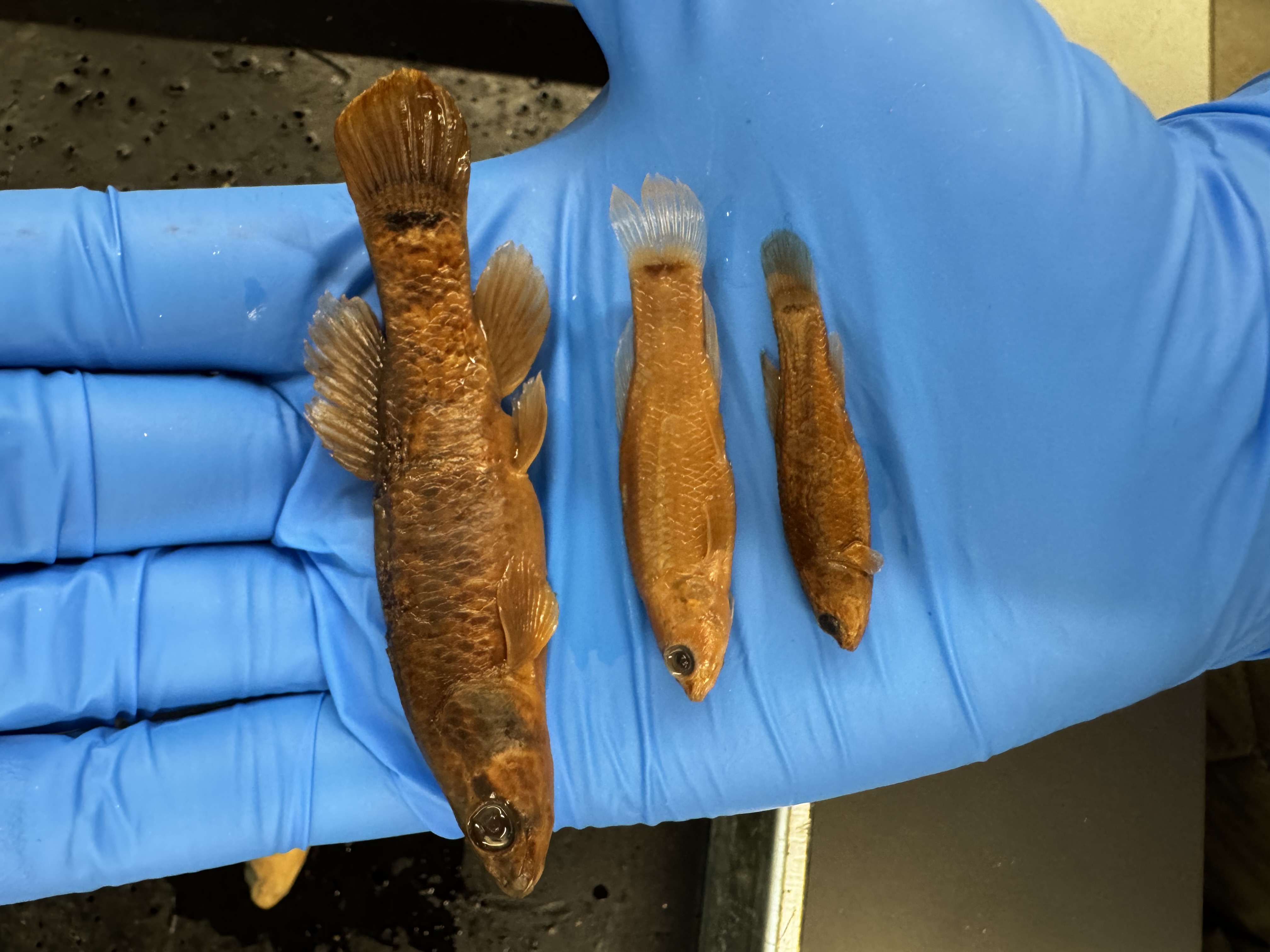 <p>Family:</p><p>Species:</p><p>Scientific:</p>