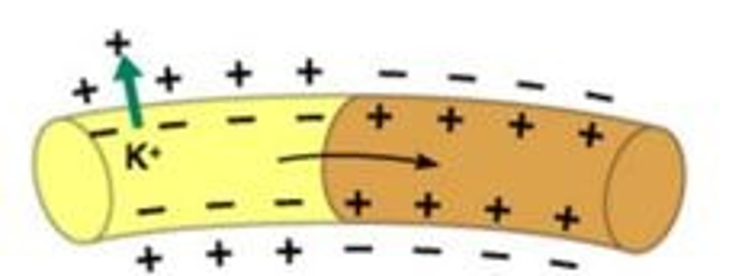 knowt flashcard image