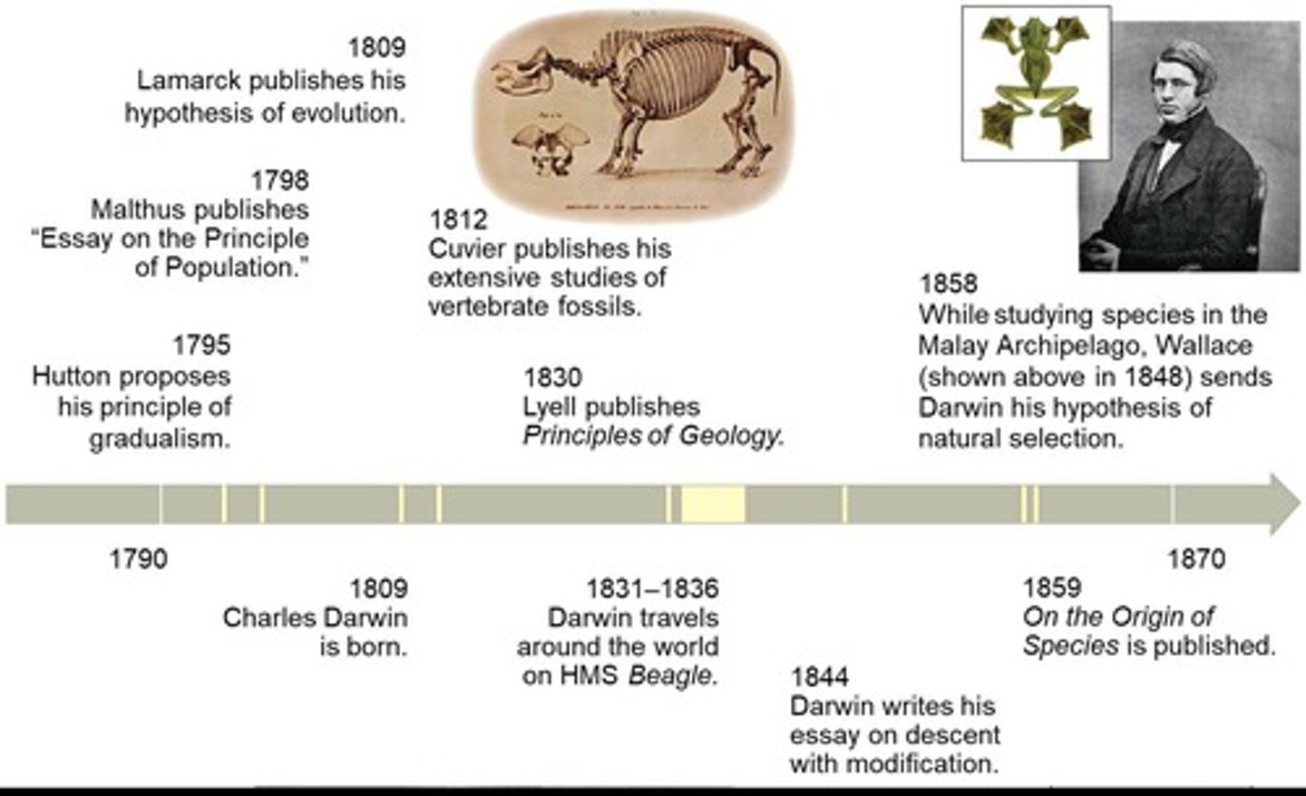 <p>The work of earlier scientists, including Aristotle, Linnaeus, and Cuvier, as well as his observations during his voyage on the HMS Beagle.</p>
