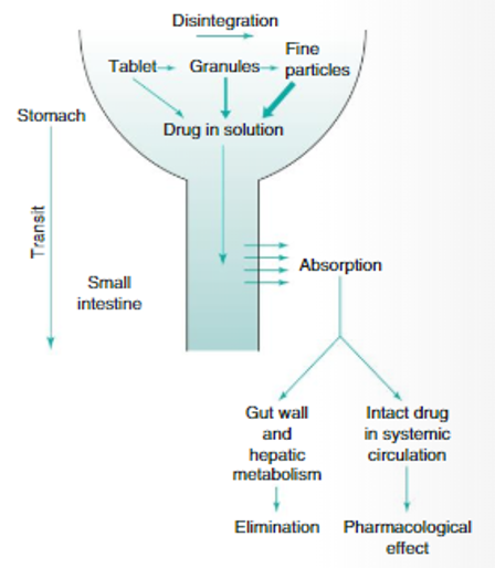 <ul><li><p><span style="font-family: Arial; font-size: 24px;">Some of the absorbed paracetamol reaches systemic circulation (i.e. blood vessels) straight away</span></p></li><li><p><span style="font-family: Arial; font-size: 24px;">Via blood vessels, the drug then ‘distributes’ into extracellular fluids (i.e. leaves blood vessels) where it can interact with receptors</span></p></li><li><p><span style="font-family: Arial; font-size: 24px;">This drug-receptor interaction exerts the pharmacological effect</span></p></li></ul><p></p>