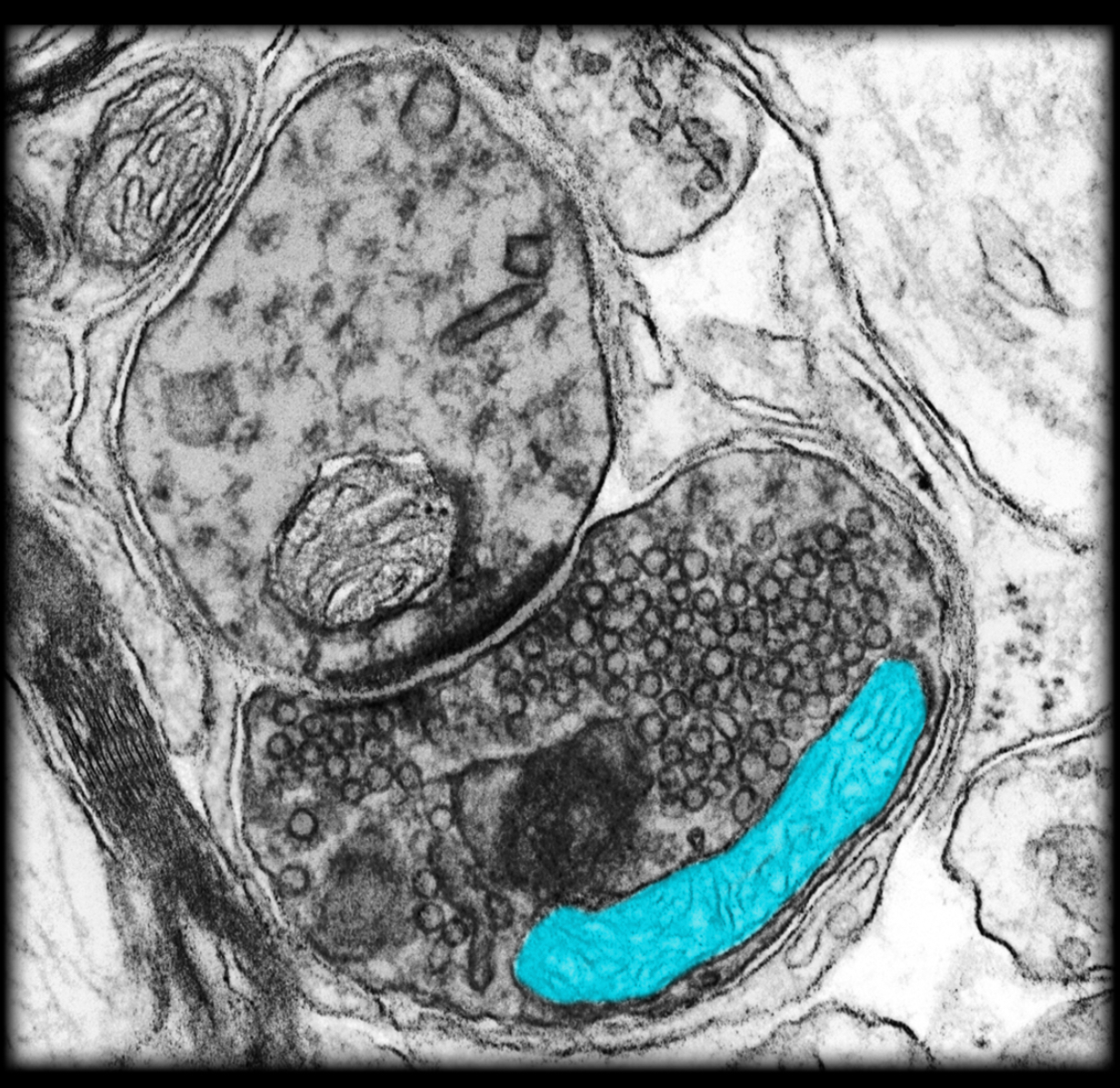 <h4 collapsed="false" seolevelmigrated="true"><strong>Location:</strong></h4><ul><li><p>Presynaptic terminal</p></li></ul><h4 collapsed="false" seolevelmigrated="true"><strong>Description:</strong></h4><ul><li><p>Membrane-bound organelle</p></li></ul><h4 collapsed="false" seolevelmigrated="true"><strong>Function:</strong></h4><ul><li><p>Synthesize adenosine triphosphate (ATP)</p></li></ul><h4 collapsed="false" seolevelmigrated="true"><strong>Comment:</strong></h4><ul><li><p>Origin of mitochondria as an organelle: thought to be prokaryotic organisms (like bacteria) that formed symbiotic relationship with anaerobic eukaryotic cells: "mitochondria" received protection and nutrients, the cell received a chemical energy source</p></li></ul>