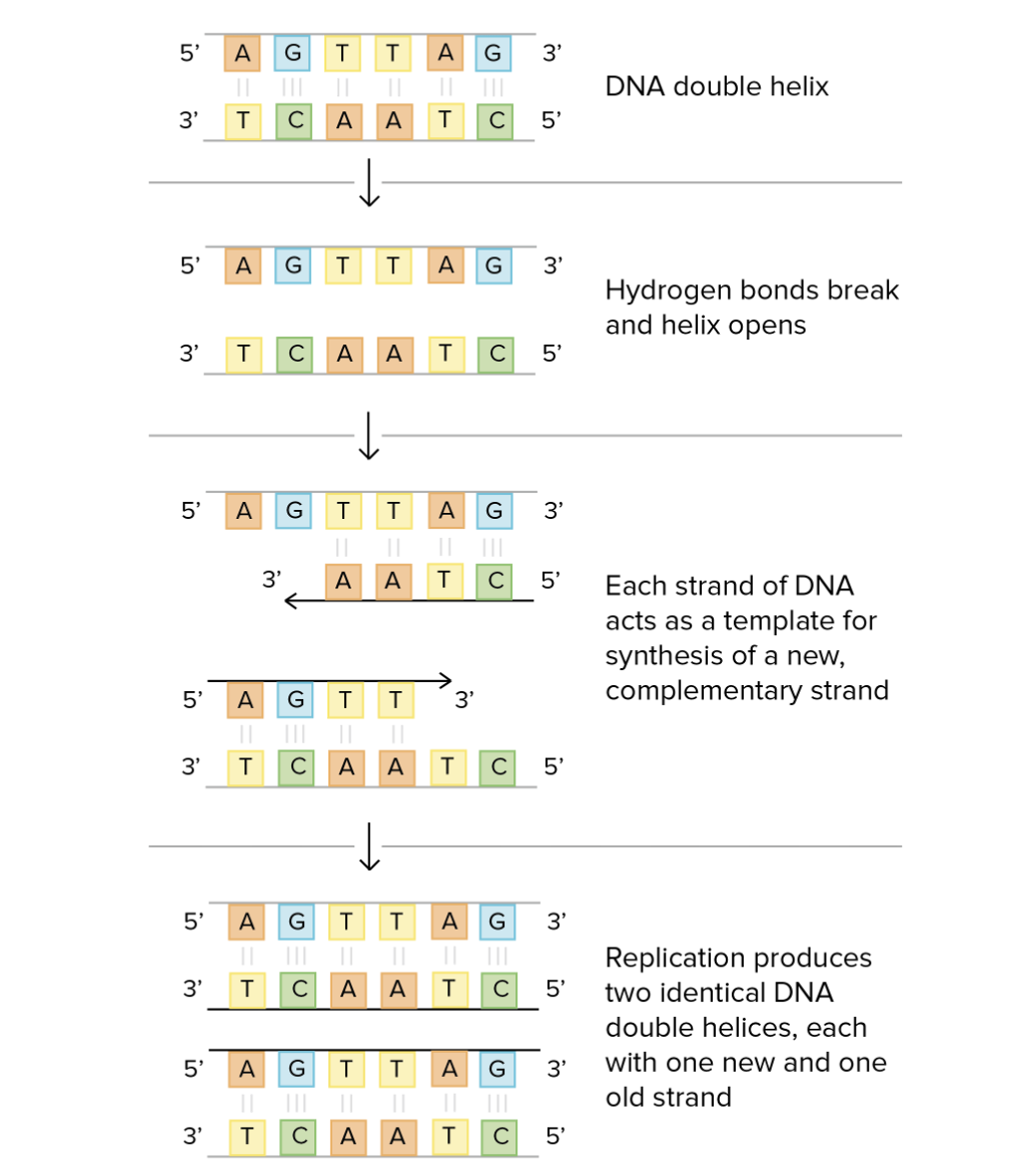 <ol><li><p>The enzyme, <strong><mark data-color="green">helicase</mark></strong><mark data-color="green">, breaks the hydrogen bonds</mark> between the complementary (nucleotide) bases. This unwinds and leaves the bases exposed. <br></p></li><li><p>Each strand <mark data-color="green">serves as a template</mark> for the new complementary strand.<br></p></li><li><p><strong>DNA polymerases </strong>(enzymes) bond single, <mark data-color="green">free nucleotides with the exposed bases</mark> (according to the base pairing rules), and other enzymes join together the sugar-phosphates of the free nucleotides to form a new DNA strand. Hence, it is <mark data-color="green">synthesises in the 5’ to 3’ direction</mark>.<br></p></li><li><p>Each new double-stranded DNA molecule <mark data-color="green">rewind to form its double helix</mark> structure, and join at the centromere (forming the chromosome).<br></p></li><li><p>The result is two new DNA double helices that are identical to each other and to the original molecule; where <mark data-color="green">each new DNA molecule consists of one ‘old’ strand and one ‘new’ strand</mark>. This process is therefore called <strong>semi-conservative replication</strong>.</p></li></ol>