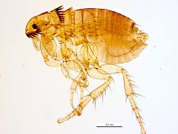 <p>ID external parasite</p>