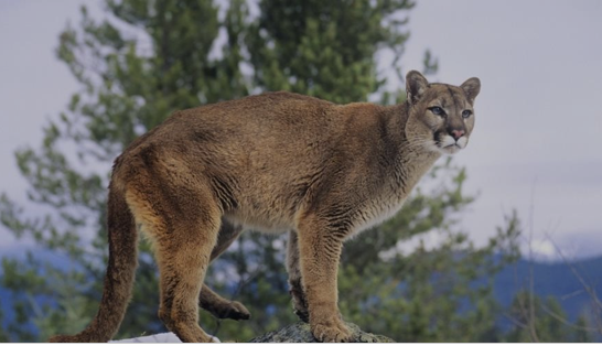 <p>Mountain Lion</p>