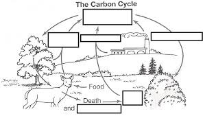 <p>Carbon cycle</p><p>(top-bottom/left-right)</p>