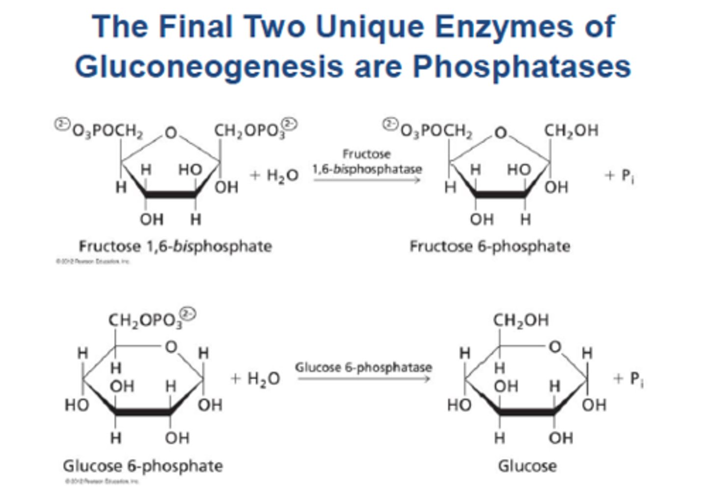 <p>Glucose-6-phosphatase converts 6phosphate to free glucose, bypassing glucokinase. It is found only in the ER of the liver</p>