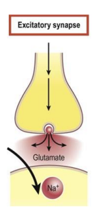 <p>excitatory effect - AP can be evoked</p><ul><li><p>neurotransmitters bind to specific receptors on postsynaptic membrane </p><ul><li><p>sodium (Na+ ) channels open in the postsynaptic membrane </p><p>→ Na+ ions rush in </p><p>→ positivity causes a small depolarization of the cell membrane = EPSP </p></li></ul></li><li><p>! Excitation of neuron caused by depolarization of the membrane</p></li></ul><p></p>