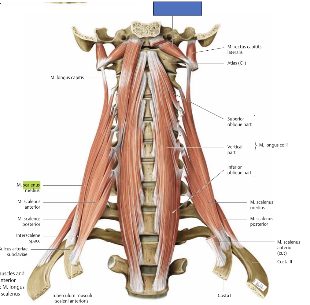 <p>m. rectus capitis anterior → kaela ettepainutus</p>