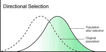 <p>individuals with traits on one side of the mean in their population survive better or reproduce more than those on the other</p>