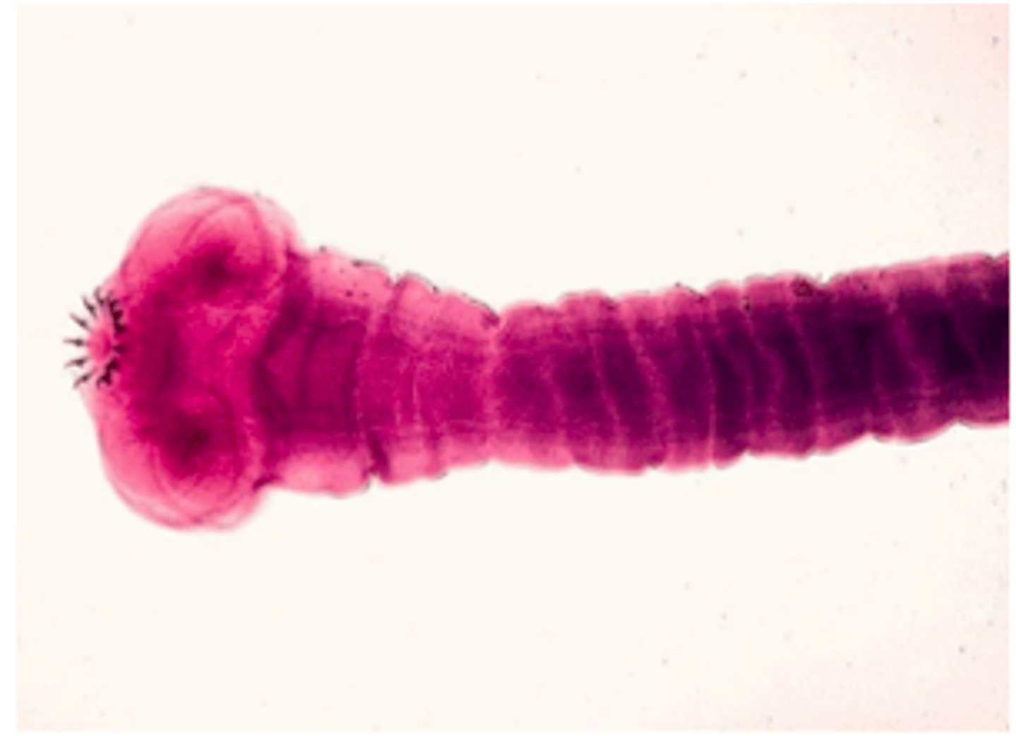 <p>identify </p>