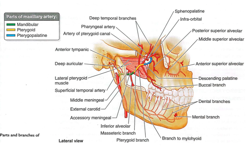 <p>Branches of the <strong>1st part </strong>of the maxillary artery</p>