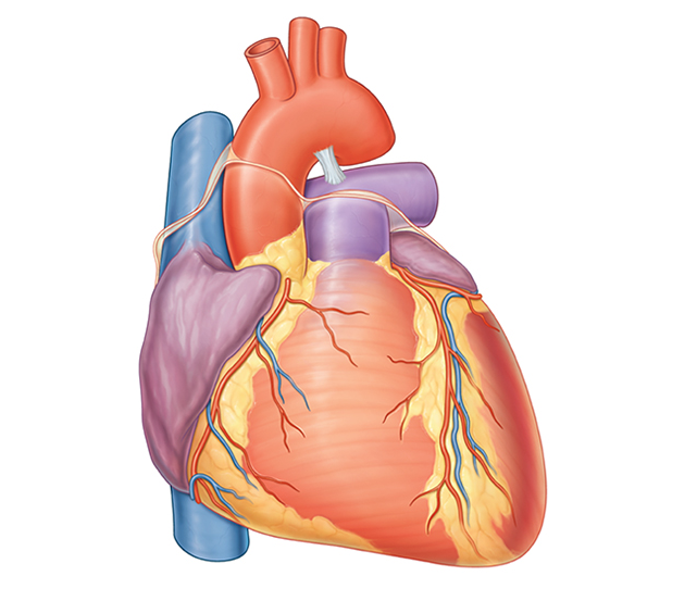 <ul><li><p>The cardiac muscle of the <strong>heart, which pumps the blood around the body,</strong> is a great example of this</p></li><li><p>The <strong>heart muscle contracts</strong>, which <strong>forces blood through the body’s vessels </strong></p></li><li><p>Another example is the <strong>smooth muscle in the wall of the intestines</strong>, which helps propel food through them</p></li></ul><p></p>