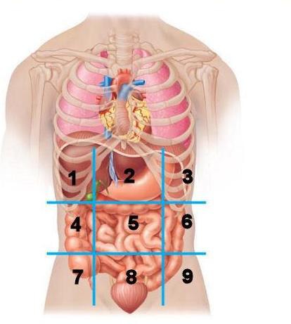 Which of the 9 body regions is #9?