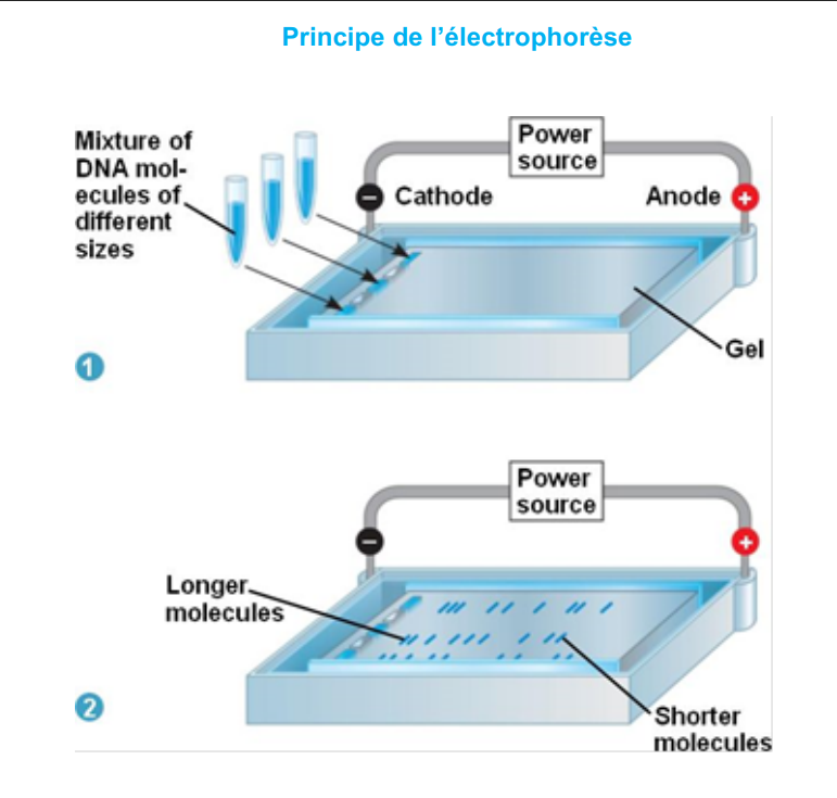 <ul><li><p class="">Les molécules sont placées dans un <strong>gel (agarose ou polyacrylamide)</strong>.</p></li><li><p class="">Un <strong>champ électrique</strong> est appliqué :<br><span data-name="electric_plug" data-type="emoji">🔌</span> les molécules <strong>chargées négativement</strong> (comme l’ADN) migrent vers l’<strong>électrode positive</strong>. (chargé positif comme aa migre vers négatif)</p></li><li><p class="">La <strong>vitesse de migration</strong> dépend de la <strong>taille</strong> :<br><span data-name="point_right" data-type="emoji">👉</span> <strong>petites molécules migrent plus vite</strong> et plus loin dans le gel.</p></li></ul><ul><li><p class="">Vérifier la <strong>taille</strong> d’un fragment d’ADN.</p></li><li><p class="">Analyser des <strong>profils génétiques</strong> (empreintes ADN).</p></li></ul><p></p>