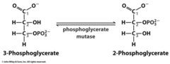 <ol><li><p>phosphoglycerate mutase</p></li><li><p>unfavorable (4.6 kJ/mol)</p></li><li><p>uses 2 histidines</p></li></ol>