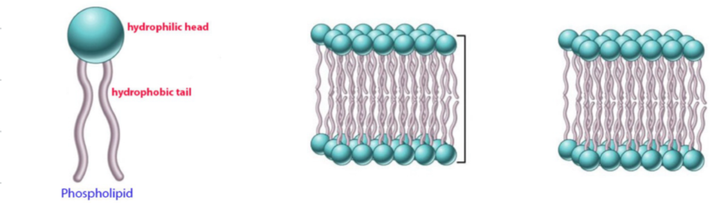 <ul><li><p>phospholipids arranged as a bilayer</p><ul><li><p><strong>amphipathic</strong> - water loving and hating component</p></li><li><p><strong>hydrophilic (polar)</strong> <strong>head</strong> that can be contacted w/ water</p></li><li><p><strong>hydrophobic (non-polar) tail</strong> move away from water</p></li></ul></li><li><p>water-soluable substance cannot cross phospholipids</p></li><li><p>lipid-soluable substances can cross plasma membrane</p></li></ul><p></p>