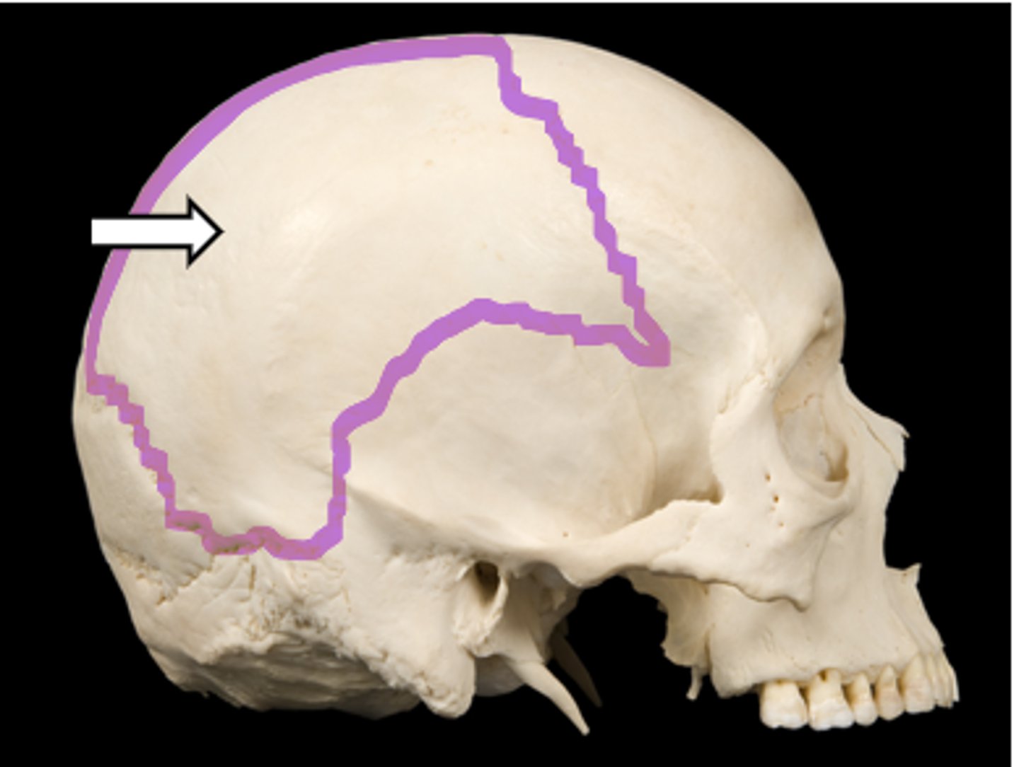 <p>name the bone</p>