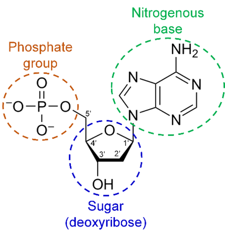 <p>DNA components</p>