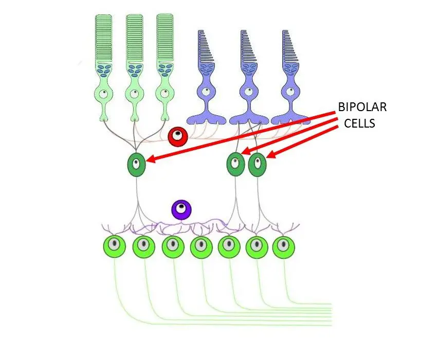<p>Second layer of neurons in the retina that transmit impulses from rods and cones and ganglion cells</p>