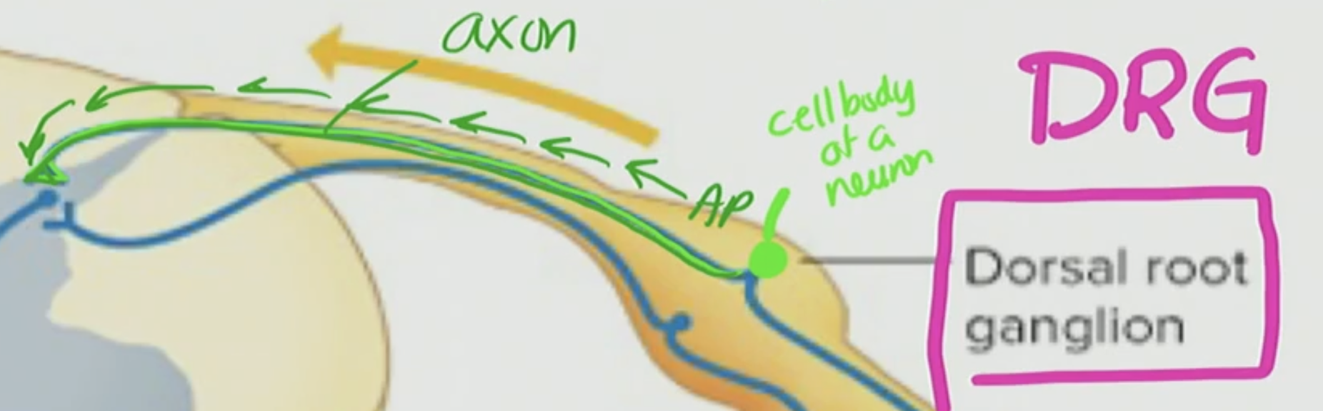 <p>Dorsal Root Ganglia</p>