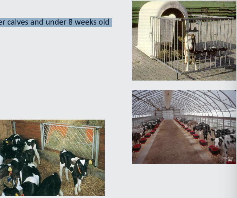 <p><strong>Individual –</strong></p><p>Must be within sight, sound and can touch other calves and under 8 weeks old</p><p></p><p>Hutches (outside)</p><p>Individual pens (inside)</p><p></p><p><strong>Advantages</strong></p><p>Can monitor food and water intake</p><p>Minimise spread of diseases</p><p></p><p><strong>Disadvantages</strong></p><p>Ability to express normal behaviours limited</p><p></p><p><strong>Grouped calves –</strong></p><p>Converse of the above</p>