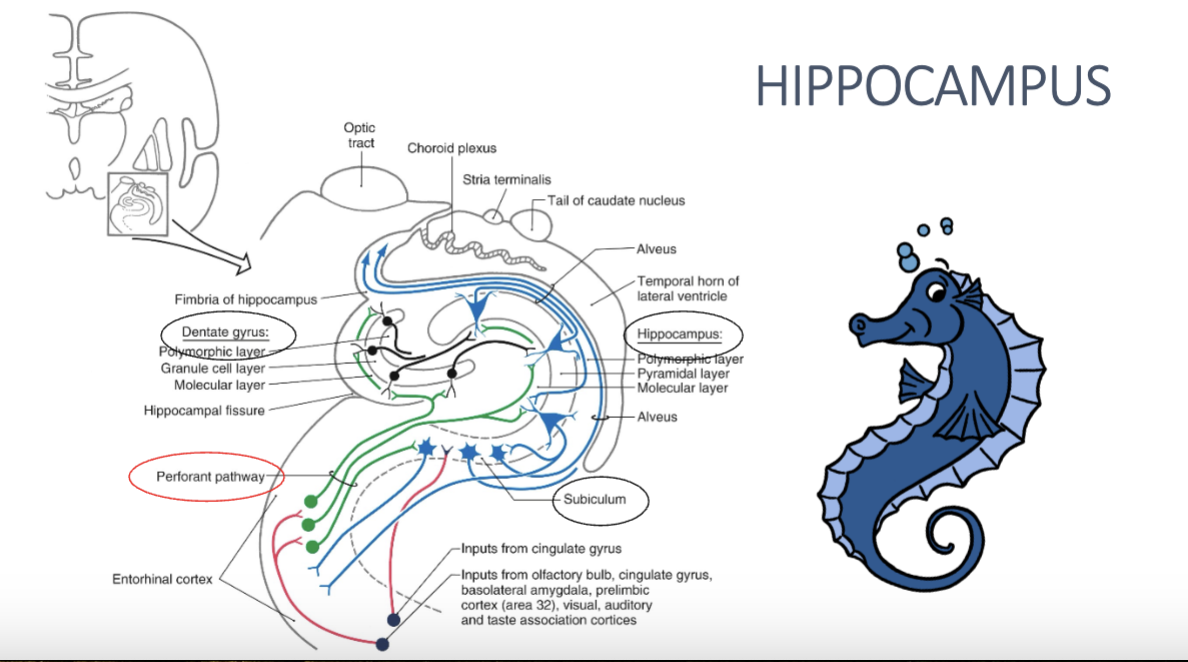 <p><span style="color: #ffffff"><u>afferent pathways:</u></span></p><ul><li><p><span style="color: #ffffff"><u>perforant pathway (green lines)</u>: hippocampus receives the majority of its input from the parahippocampal gyrus (entorhinal cortex) via the perforant pathway– most fibers terminate on the granule cells of the dentate gyrus, i.e., this is where the information is sent</span></p></li><li><p><span style="color: #ffffff">—&gt; granule cells of the dentate gyrus then project to the hippocampus proper,</span></p></li><li><p><span style="color: #ffffff">—&gt; which then provides input into the subiculum</span></p><ul><li><p><span style="color: #ffffff">subiculum also receives input from the amygdala</span></p></li></ul></li></ul><p><span style="color: #ffffff"><u>efferent pathways:</u></span></p><ul><li><p><span style="color: #ffffff">output from the hippocampus originates predominantly from the subiculum and some of the pyramidal cells of the hippocampus proper</span></p></li><li><p><span style="color: #ffffff"><u>fornix </u>– major efferent pathway of the hippocampus</span></p><ul><li><p><span style="color: #ffffff">fibers from the subiculum project via the fornix to the medial mammillary nucleus (mammillary bodies of the hypothalamus)</span></p></li><li><p><span style="color: #ffffff">fibers from the hippocampus proper project via the fornix to the septal nuclei, the medial frontal cortex, hypothalamic nuclei, and the nucleus accumbens</span></p></li></ul></li></ul><p></p>