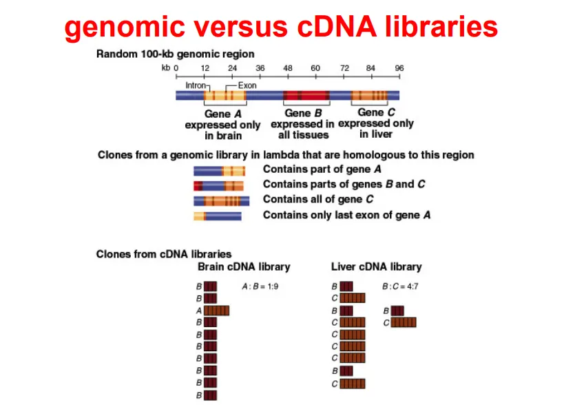 <p>by creating and screening <strong>genomic libraries</strong>:</p><ul><li><p>necessary if we’re interested in the whole transcription unit or intergenic regions</p></li><li><p>contains all the DNA sequences in a cell, highly repetitively</p></li><li><p>sample DNA is <strong>fragmented </strong>before cloning, using restriction enzymes or random shearing</p></li><li><p>this is done to produce the maximum possible number of <strong>large </strong>(so we can capture the whole unit), <strong>overlapping </strong>fragments</p></li></ul><p></p><p>by creating and screening <strong>cDNA libraries</strong>:</p><ul><li><p>this must be used if we are interested in only the <strong>mRNA</strong> <strong>sequence </strong>of <strong>intron-containing</strong> DNA</p></li><li><p>the inserts are much <strong>smaller </strong>and need <strong>not </strong>be fragmented because these <strong>introns </strong>have been <strong>removed </strong>by<strong> reverse transcription </strong>of mRNA</p></li><li><p>not all genes may be included, dependent on the degree of <strong>gene expression</strong> for each mRNA in the cell</p></li></ul><p></p><ul><li><p>the DNA must be labelled with a probe</p></li><li><p>a nitrocellulose (sticks to DNA) membrane can be used to replica-plate the DNA</p></li></ul><p></p>