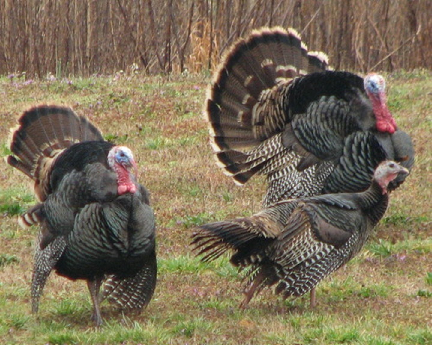 <p>Wild Turkey</p>