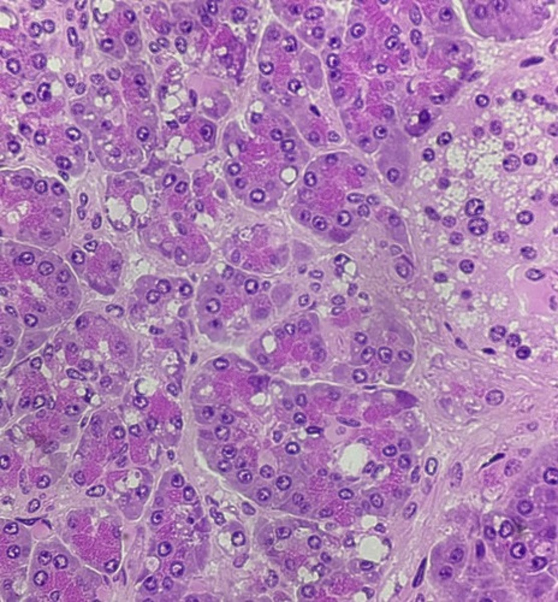 <p>name the tissue</p>