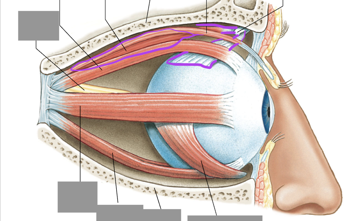 <p>Connects from the posterior orbit to the lateral posterior eye</p>