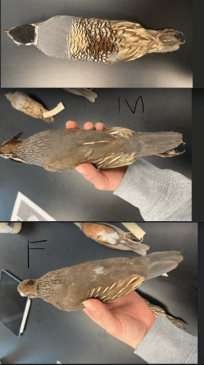 <p>MALE= larger head projection</p><p>FEMALE= shorter head projection</p><p>---------------------------</p><p>DIET</p><p>- seeds</p><p>- grass </p><p>- other foliage</p><p>- fruits </p><p>- few insects.</p><p>---------------------------</p><p>BEAK</p><p>- small</p><p>---------------------------</p><p>FOOT MORPHOLOGY</p><p>- Anisodactyl</p>