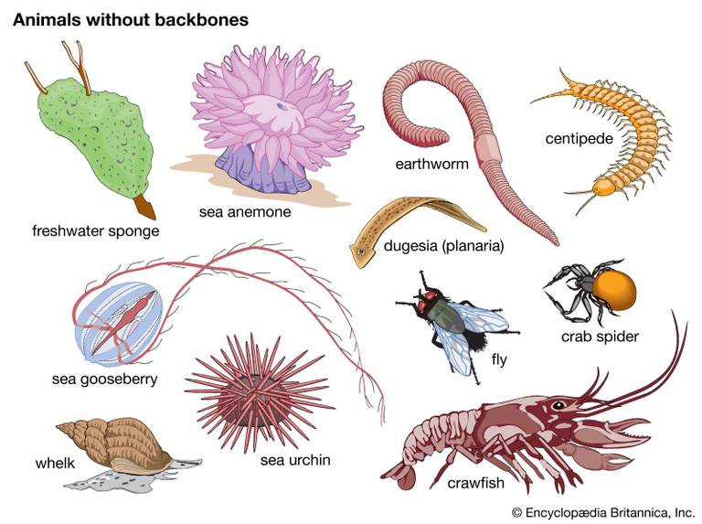 <p><span style="color: inherit"><strong>invertebrates</strong></span></p>