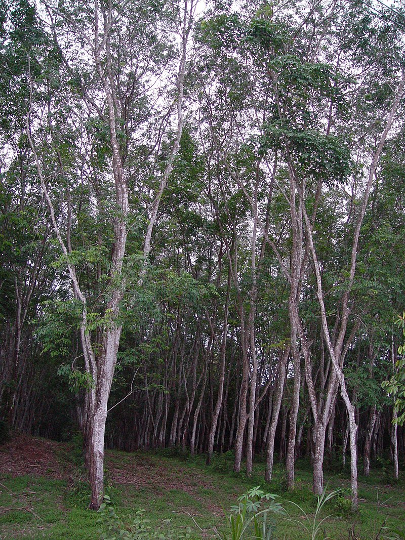 <p>hévéa</p>