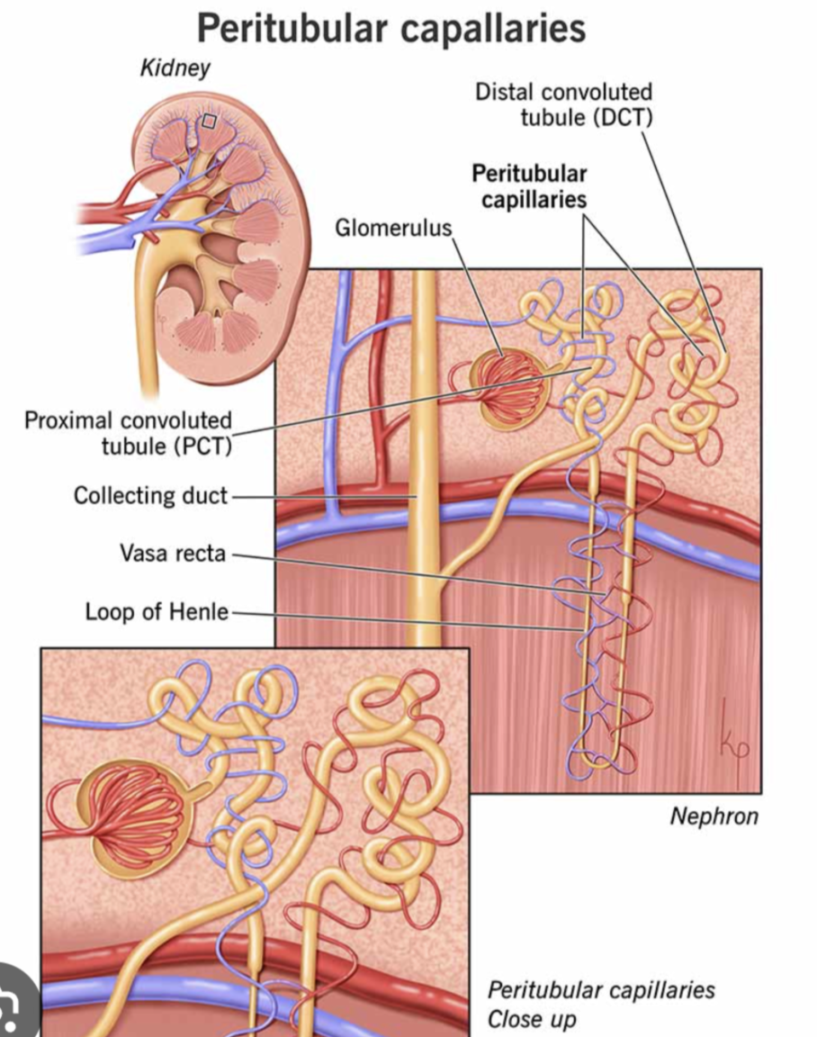 <ul><li><p><strong>Glomerulus</strong>- echanges w <strong><u>Bowman’s cap</u></strong> </p><ul><li><p>for filtration! </p></li></ul></li><li><p><strong>Peritubular Capillaries-</strong> echanges w <strong><u>Renal Tubules</u> </strong></p><ul><li><p>for reabsorb &amp; secretion! </p></li></ul></li></ul><p></p>