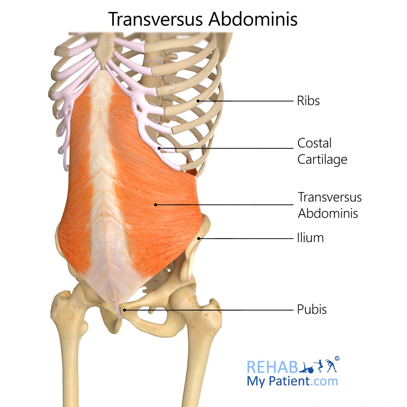 Compresses abdomen