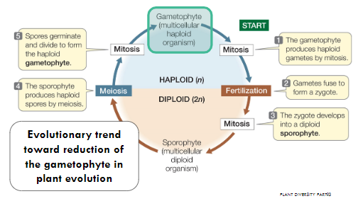 <p>Multicellular diploid and haploid stages alternate</p><p></p><p>This includes ALL Land plants</p><p></p><p><span style="font-family: Arial, sans-serif">Gametes - sperm and egg - haploid produces a zygote -&gt;diploid</span></p><p><span style="font-family: Arial, sans-serif">The zygote develops then into a diploid sporophyte</span></p><p><span style="font-family: Arial, sans-serif">The sporophyte produces haploid spores by meiosis in a special process</span></p><p><span style="font-family: Arial, sans-serif">The spores germinate and divide to form the haploid gametophyte</span></p>