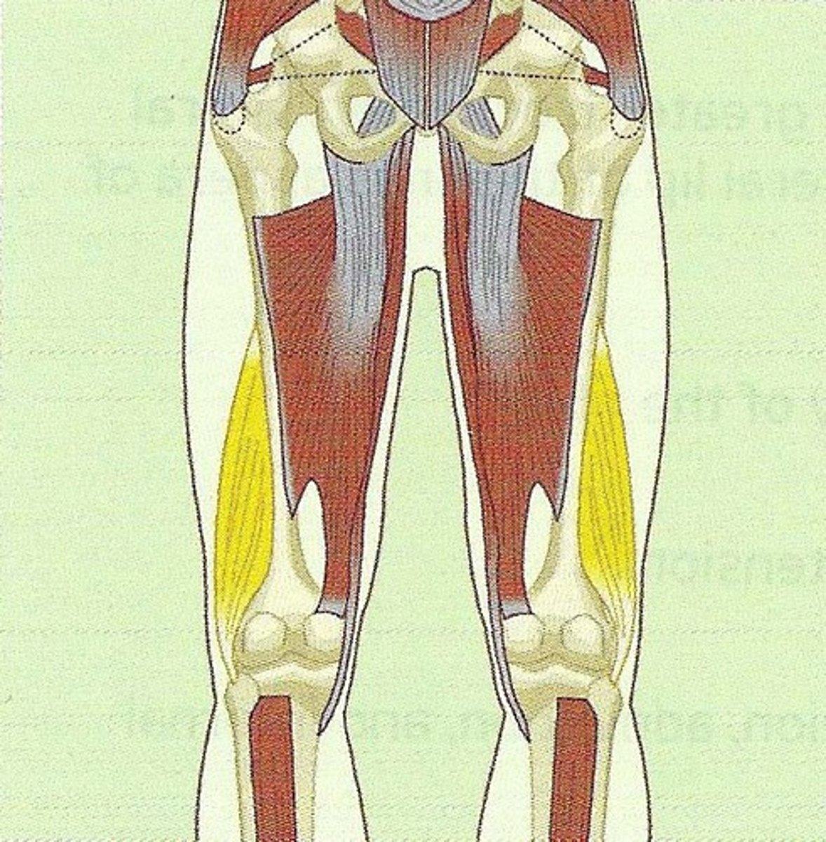 <p>Lateral lip of the linea aspera</p>