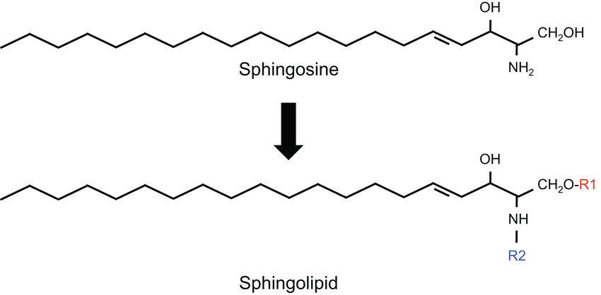 <p>Fatty acids with a sphingosine</p>