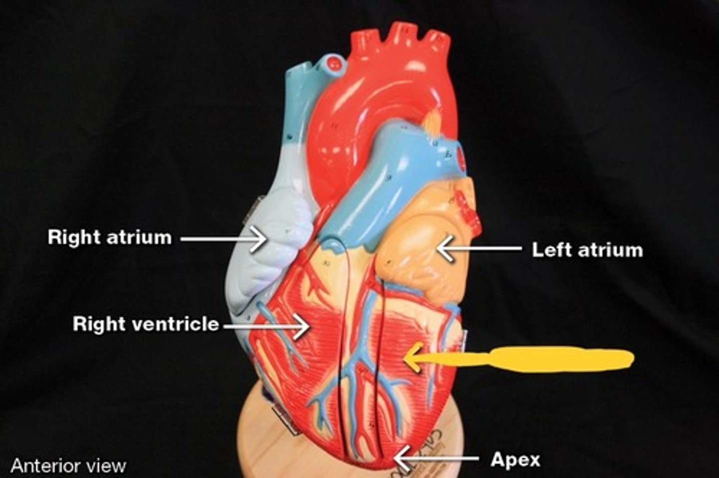 <p>Chambers of heart,</p>