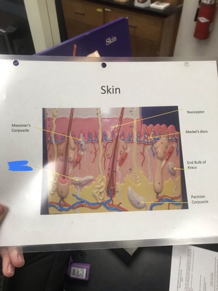 <p>Label the structure covered in blue ink and give a function</p>