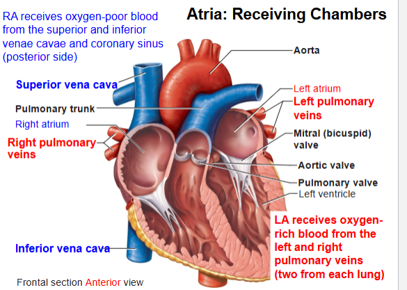 <p>What kind of blood do pulmonary arteries carry?</p>
