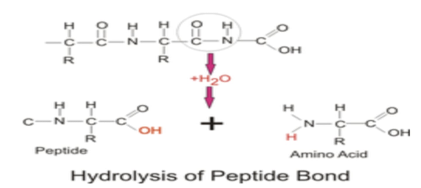 <p>Protein is ingested as large polypeptides and peptides that must be hydrolyzed to</p><p>absorbable</p><p>- proteolytic enzymes return a water molecule to the protein molecule to split them into amino acids</p><p>forms: Amino acids, dipeptides, &amp; tripeptides</p>