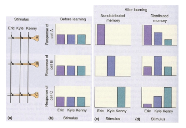 <p><strong>Before Learning</strong> </p><ul><li><p>Neurons (A, B, C) respond weakly and similarly to all stimuli (Eric, Kyle, Kenny).</p></li><li><p>No strong or distinct pattern yet.</p></li></ul><p> </p><p> <strong>Wrong Hypothesis: Nondistributed Memory</strong> </p><ul><li><p>Each memory stored in <strong>one</strong> neuron.</p></li><li><p>Neuron A = Eric, Neuron B = Kyle, Neuron C = Kenny.</p></li><li><p><strong>Problem:</strong> biologically unrealistic and fragile — if one neuron dies, the memory is lost.</p></li></ul><p> </p><p> <strong>Correct Hypothesis: Distributed Memory</strong> </p><ul><li><p>Each memory is stored across <strong>many neurons</strong>, and each neuron participates in <strong>many memories</strong>.</p></li><li><p>Recognition depends on the <strong>relative activation pattern</strong> across neurons.</p></li><li><p>More resistant to damage; matches real neural network behavior.</p></li></ul><p> </p><p> <strong>Key Point</strong> </p><p><strong>Human memory is distributed — not in single neurons, but in patterns of activation across a network.</strong></p>