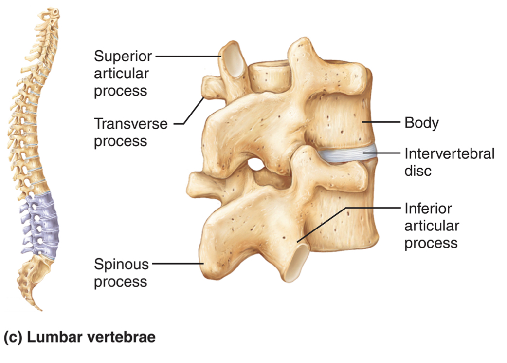 <ul><li><p>bodies are thick and robust <u>because they deal w/ most stress</u></p></li><li><p>spinous p. short and flat, <u>point POSTERIORLY to allow flexion</u></p></li><li><p>transverse p. thin and tapered</p></li><li><p>flexion and extension, not a lot of rotation</p></li></ul>