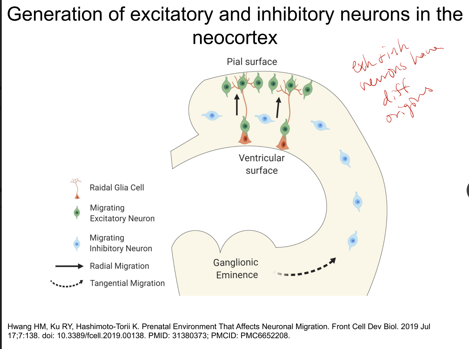 * TFs!!! → made the decision of what neurotransmitter (excitatory or inhibitory) first and then establish function later
  * done in early stages of development
* generation of excitatory and inhibitory neurons have different origins
  * excitatory migrate radially with radial glia cell and inhibitory migrate tangentially
