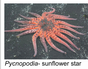 <ul><li><p>sea stars</p></li><li><p>predators, evertable stomach</p></li><li><p>regeneration</p></li><li><p>can have &gt;5 limbs</p></li></ul><p></p>