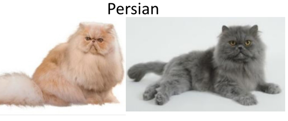 <p>what cat breed is this?</p>