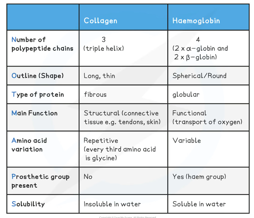 <p>collagen -</p><ul><li><p>3 chains</p></li><li><p>long n thin</p></li><li><p>fibrous</p></li><li><p>structural</p></li><li><p>repetitive</p></li><li><p>no prosthetic group</p></li><li><p>insoluble</p></li></ul><p>haem - transports oxygen </p><ul><li><p>4 chain - 2x alpha-globin, 2x beta-globin</p></li><li><p>spherical</p></li><li><p><strong>globular</strong></p></li><li><p>functional</p></li><li><p>haem <strong>prosthetic</strong> group</p></li><li><p>soluble</p></li></ul>