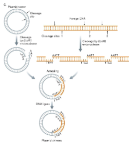 <ul><li><p>plasmid vector, vector into competent cell</p></li><li><p>replicate itself</p></li></ul><p></p>